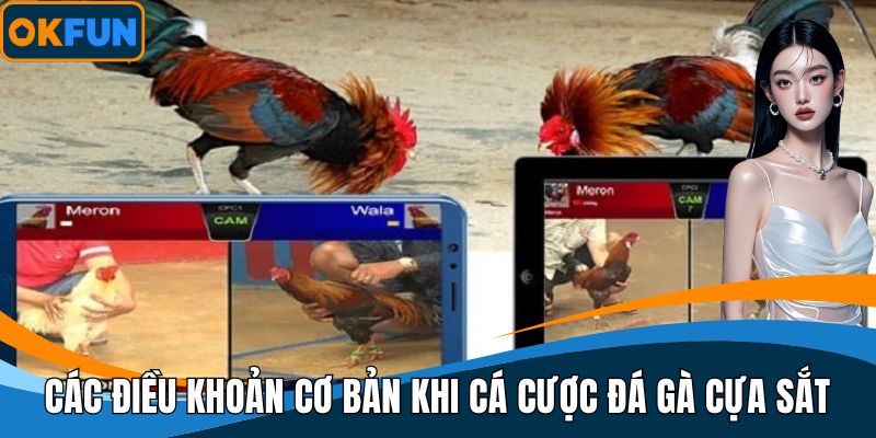 Các điều khoản cơ bản khi cá cược đá gà cựa sắt