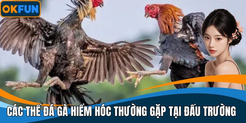 Các thế đá gà hiểm hóc thường gặp tại đấu trường