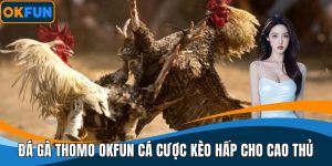 Đá gà thomo