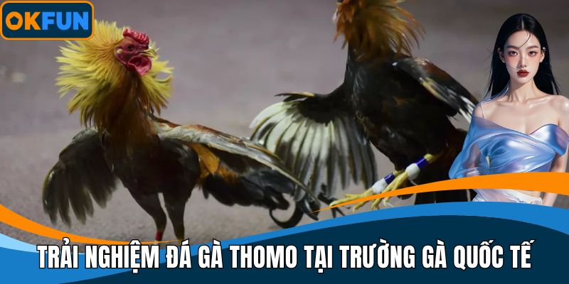 Trải nghiệm đá gà Thomo tại trường gà quốc tế