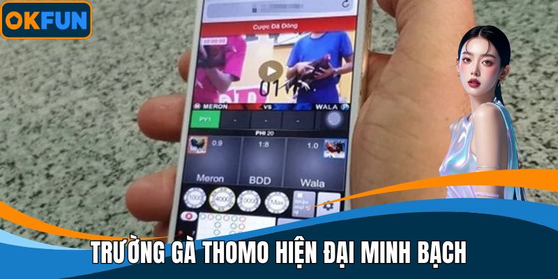 Trường gà thomo hiện đại minh bạch